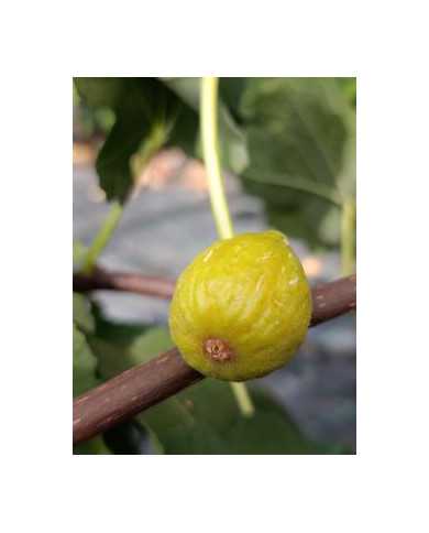 Bio Feigenbaum Campaniere (*)