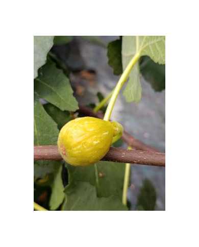 Bio Feigenbaum Campaniere (*)