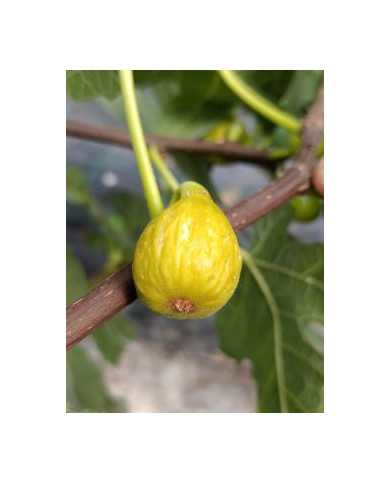 Bio Feigenbaum Campaniere (*)