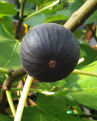 biofeigenbaumcastelfranc
