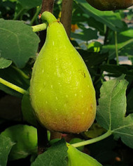 biofeigenbaumcesare