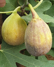 Bio Feigenbaum Cesare (*)
