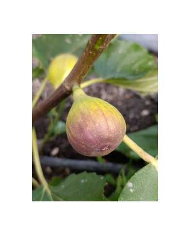 Bio Feigenbaum Cessac (***)
