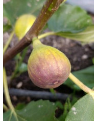 Bio Feigenbaum Cessac (***)