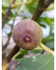 Bio Feigenbaum Cessac (***)
