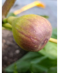 Bio Feigenbaum Cessac (***)