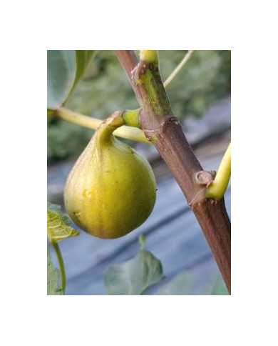 Bio Feigenbaum Cessac (***)