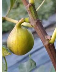 Bio Feigenbaum Cessac (***)