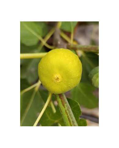 Bio Feigenbaum Columbaro bianco (*)