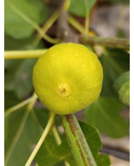 Bio Feigenbaum Columbaro bianco (*)
