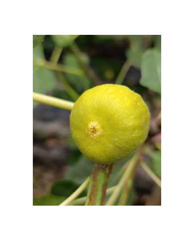 Bio Feigenbaum Columbaro bianco (*)