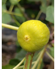 Bio Feigenbaum Columbaro bianco (*)