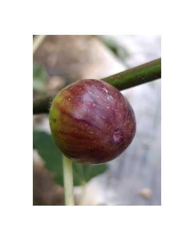 biofeigenbaumcolumbaronero