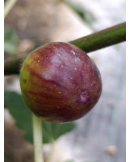 biofeigenbaumcolumbaronero
