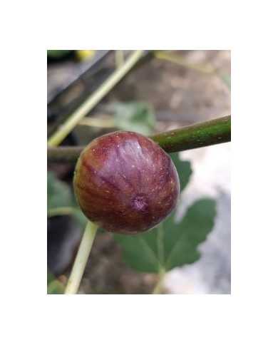 Bio Feigenbaum Columbaro nero (*)