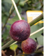 Bio Feigenbaum Columbaro nero (*)