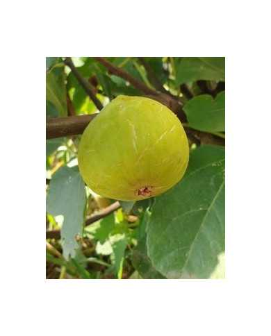 Bio Feigenbaum Conadria (*)
