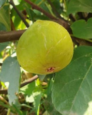 Bio Feigenbaum Conadria (*)