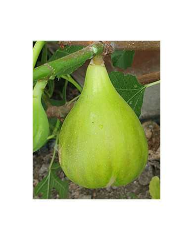 Bio Feigenbaum Conadria (*)