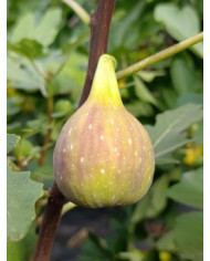 Bio Feigenbaum Contessina