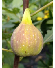 Bio Feigenbaum Contessina