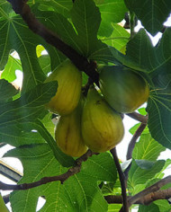Bio Feigenbaum Dalmatie (Baud)