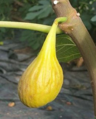 biofeigenbaumdatte