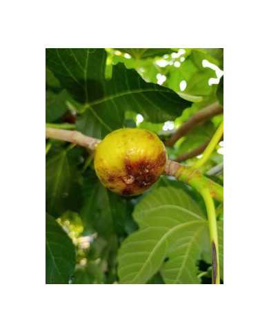 Bio Feigenbaum Dauphine