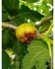 Bio Feigenbaum Dauphine