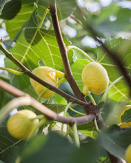 Bio Feigenbaum De tre Volte (*)