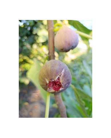Bio Feigenbaum Delhi (*)