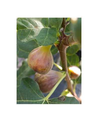 Bio Feigenbaum Dennis Delight (*)