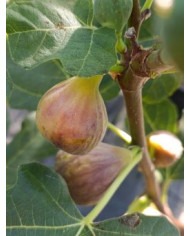 Bio Feigenbaum Dennis Delight (*)