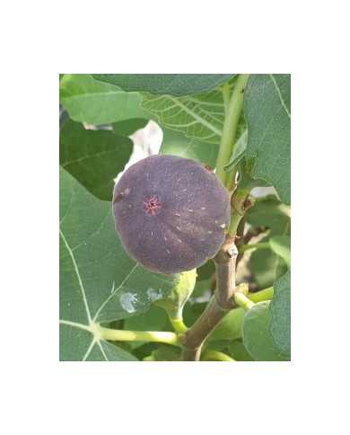 Bio Feigenbaum Dennis Delight (*)