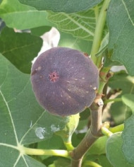 Bio Feigenbaum Dennis Delight (*)