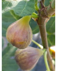 Bio Feigenbaum Dennis Delight (*)