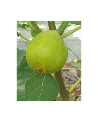 Bio Feigenbaum Desert King