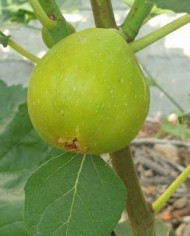 Bio Feigenbaum Desert King