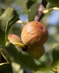 biofeigenbaumdorée