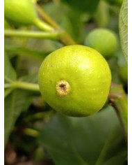 Bio Feigenbaum Dorée de Capentras (**)