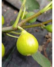 Bio Feigenbaum Dorée de Capentras (**)