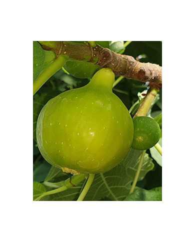 Bio Feigenbaum Dottato (*)
