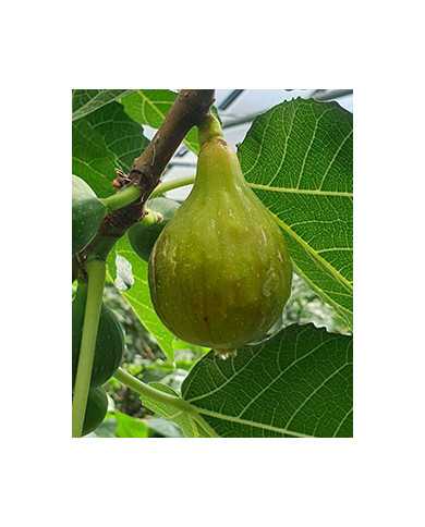 Bio Feigenbaum Dottato (*)