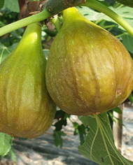 Bio Feigenbaum Early Dark (*)