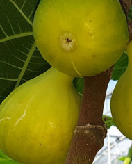 Bio Feigenbaum Excel (*)