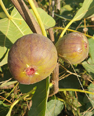 Bio Feigenbaum Fehmarn (*)