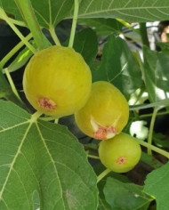 Bio Feigenbaum Ficcolino Bio Feigenbaum Ficcolino