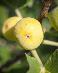 biofeigenbaumfiguedemarseille
