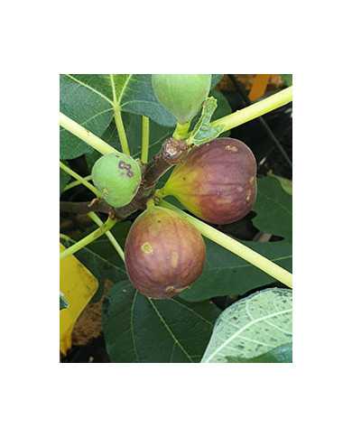 biofeigenbaumflorea