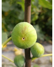 Bio Feigenbaum Galluzzo Bianco (**)